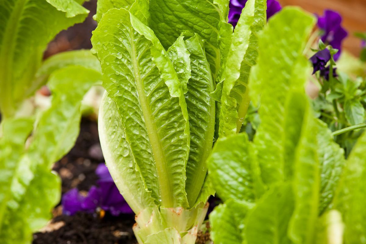 1200+ Parris Island Romaine Lettuce Seeds | Non-GMO Lettuce Seeds