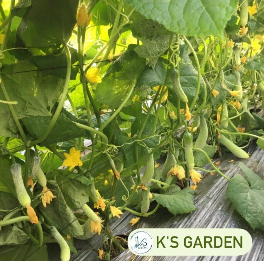 (20 PCS) F1 CUCUMBER SEEDS, DƯA LEO LAI F1 | 98% GERMINATION |