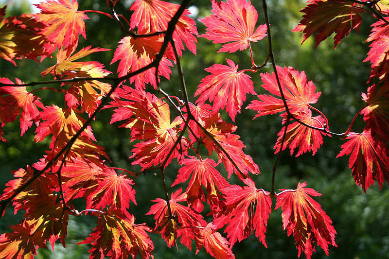 Full Moon Maple, Acer japonicum, Tree Seeds (Fall Color, Bonsai, Hardy, Easy)