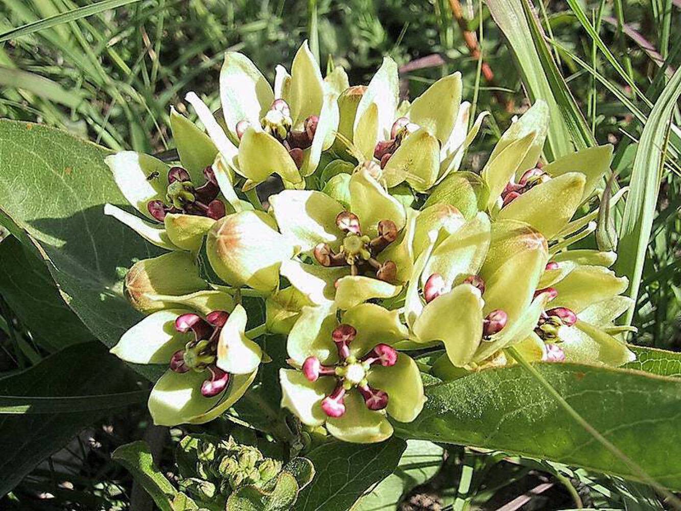 20 Green SPIDER MILKWEED Asclepias Viridis White Purple Monarch Flower Seeds