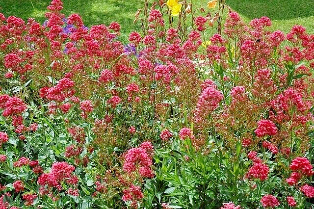 RED VALERIAN, 101 SEEDS, CENTRANTHUS RUBER, JUPITERS BEARD, EZ TO GROW