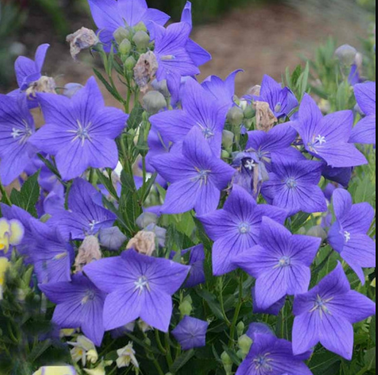60 seeds| Blue Balloon Flower (Platycodon grandiflorus) Perennial seeds #6005