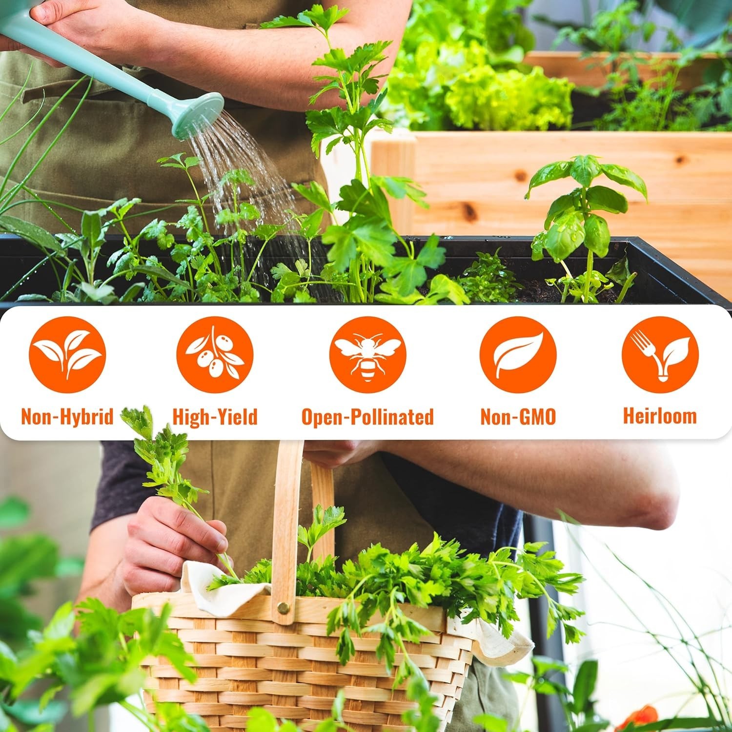 4,000 High-Germination Non-GMO Heirloom Seeds – 12 Herb Varieties for Garden