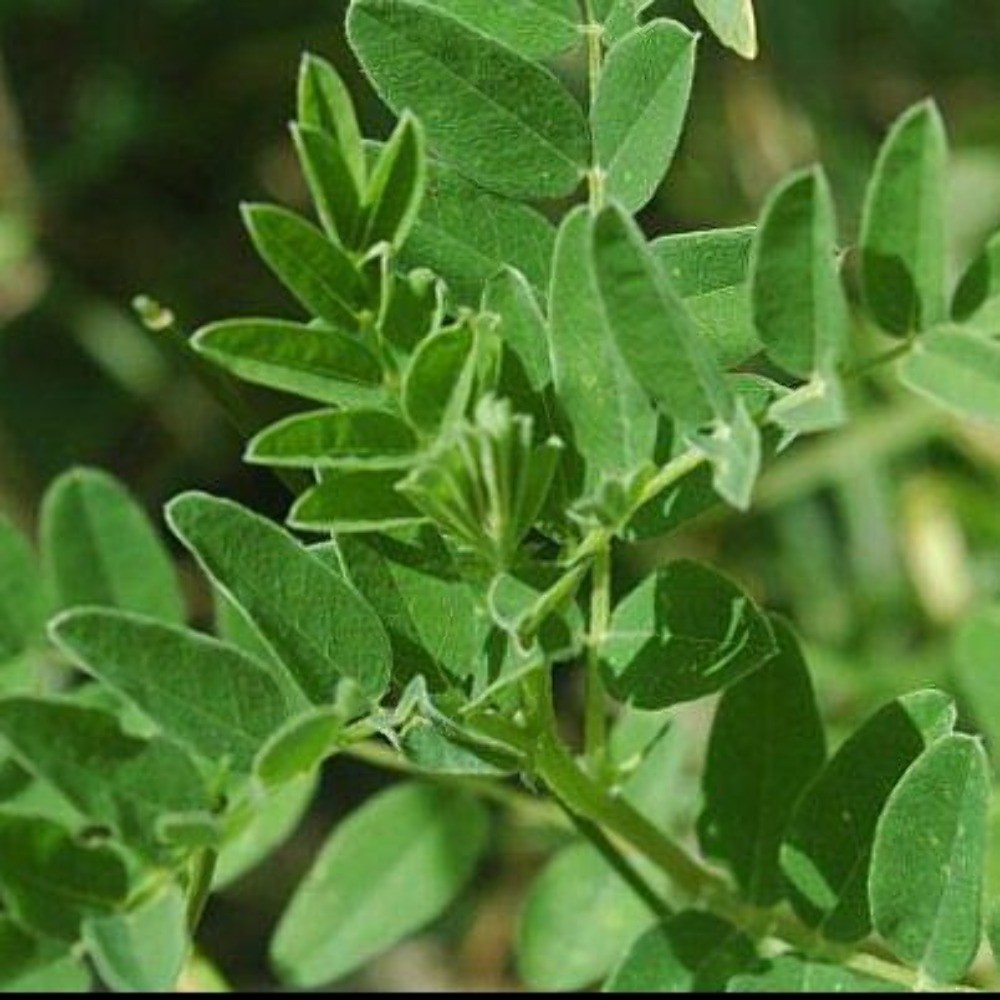 Astragalus Seeds (Astragulus membranaceus) ~Traditional Herb Perennial Garden