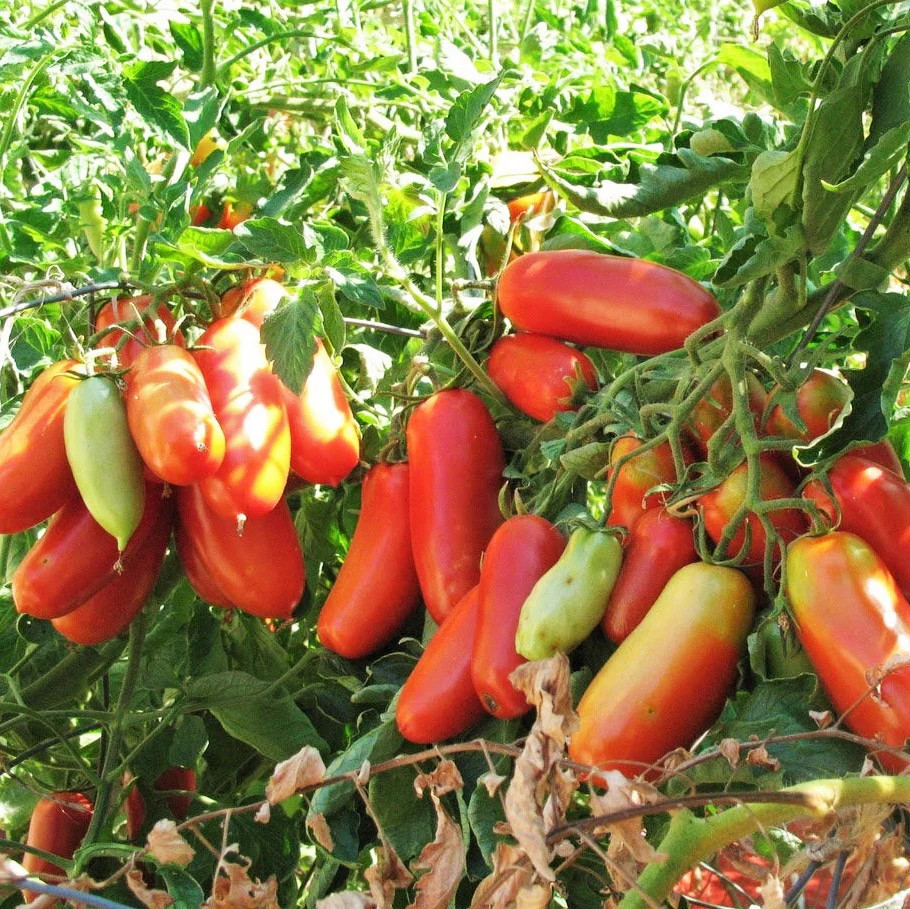 San Marzano Tomato Seeds | Indeterminate Italian Plum Tomatoes Roma Seed 2023