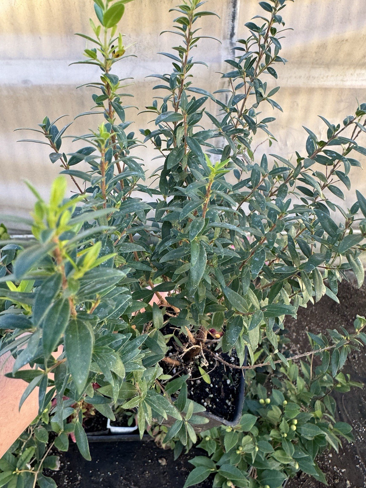 🌿 Myrtus communis ‘Compacta’ — Dwarf Myrtle Evergreen Shrub Live Plant 🌿