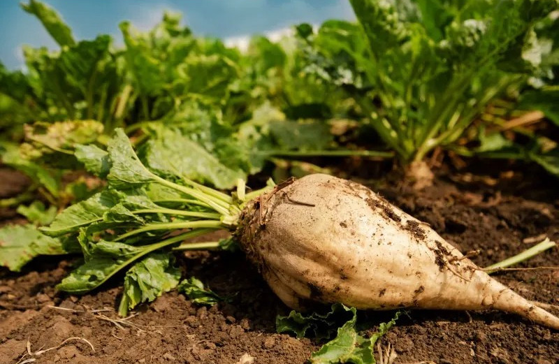 200 Sugar Beet Seeds — Natural Source of Sugar — LARGE