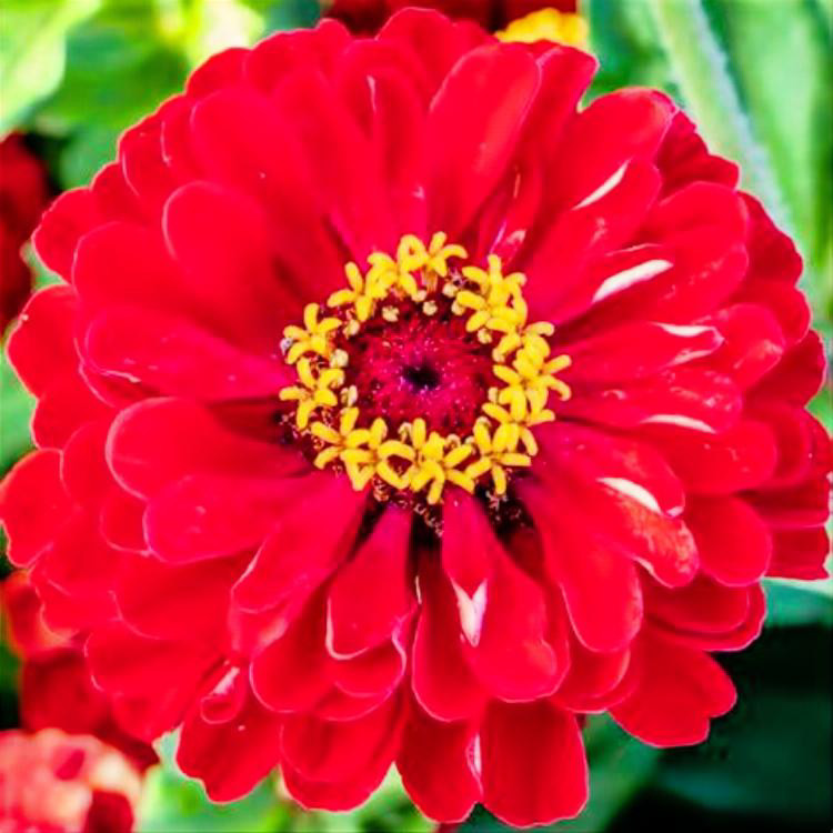 *NEW* Scarlet Flame Zinnia Seeds. Zinnia elegans. FREE SHIPPING!