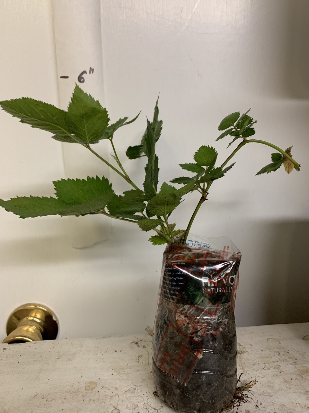 Blackberry – ‘Natchez’ thornless – Rubus fruticosa 1 year old plant