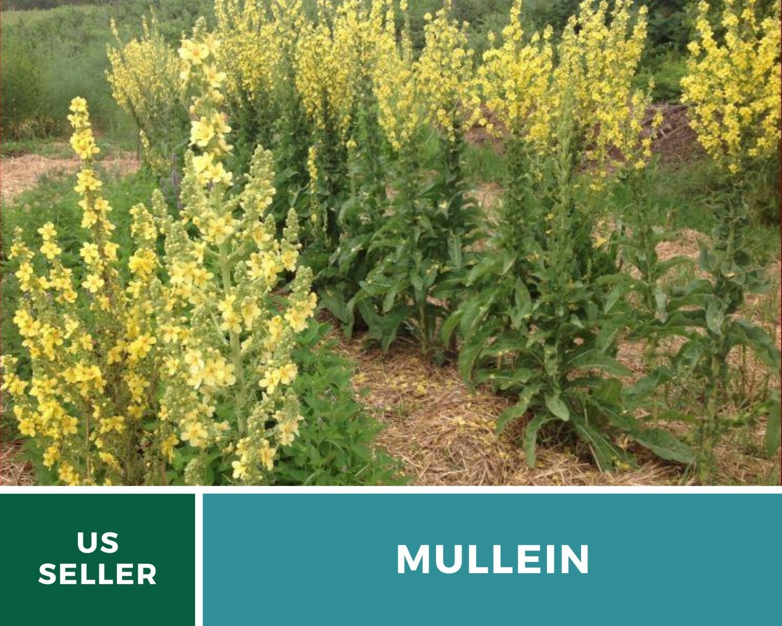 Mullein, Common – Heirloom Seeds – Medicinal Herb Seeds – Non-GMO (Verbascum tha