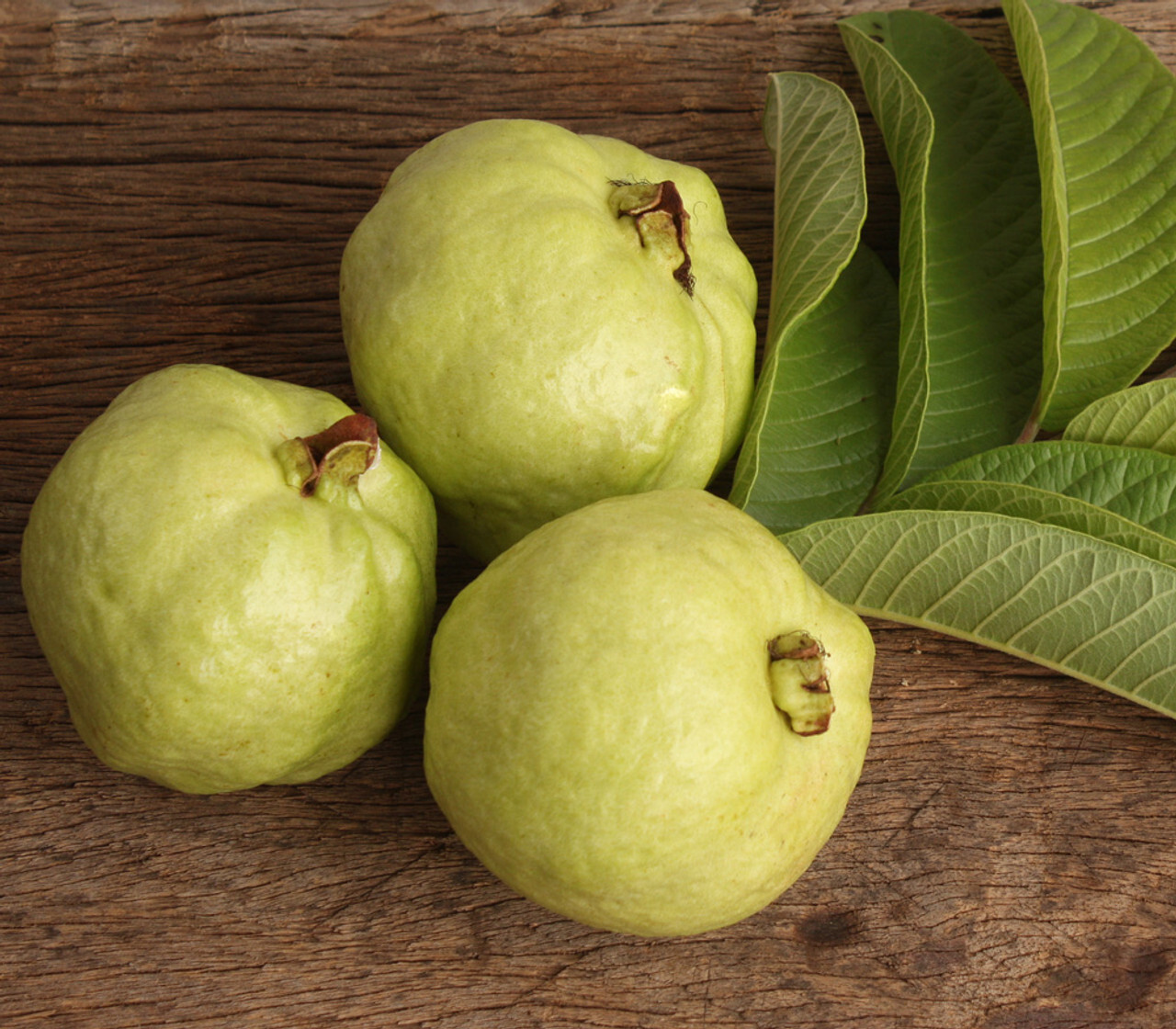 50+ Lucknow 49 Guava Seeds for Garden Planting – USA – FREE SHIPPING!