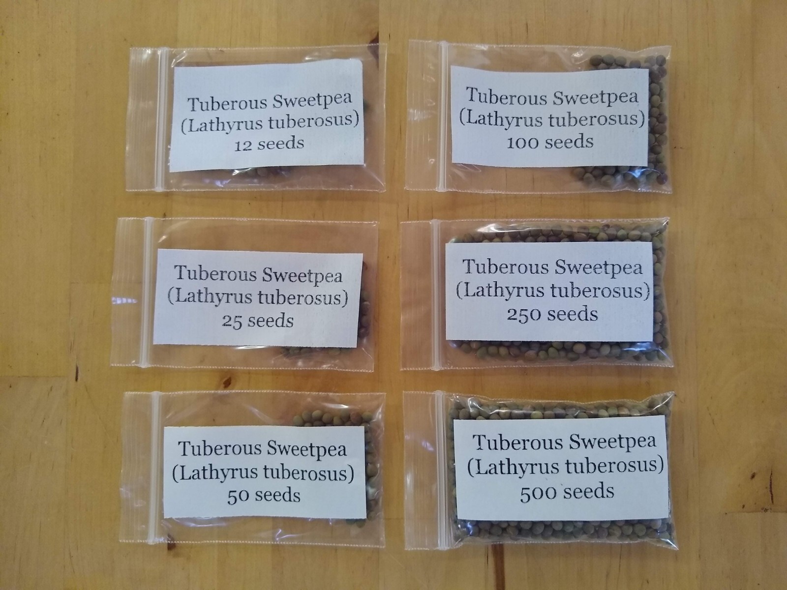 Tuberous Sweetpea Seed (Lathyrus tuberosus)