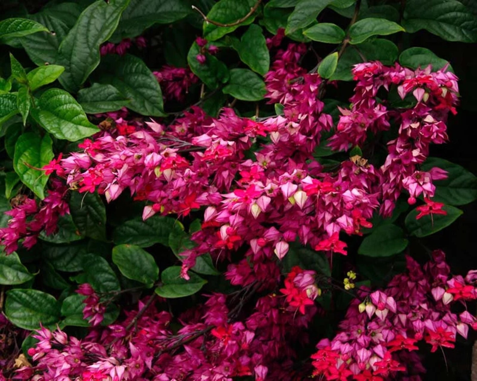 25 Java Red Bleeding Heart Seeds Dicentra Spectabilis Flowers US SELLER