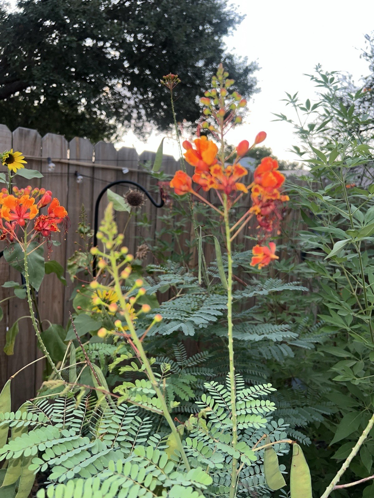 Pride of Barbados Mexican Bird of Paradise Seeds. 12 Seeds.