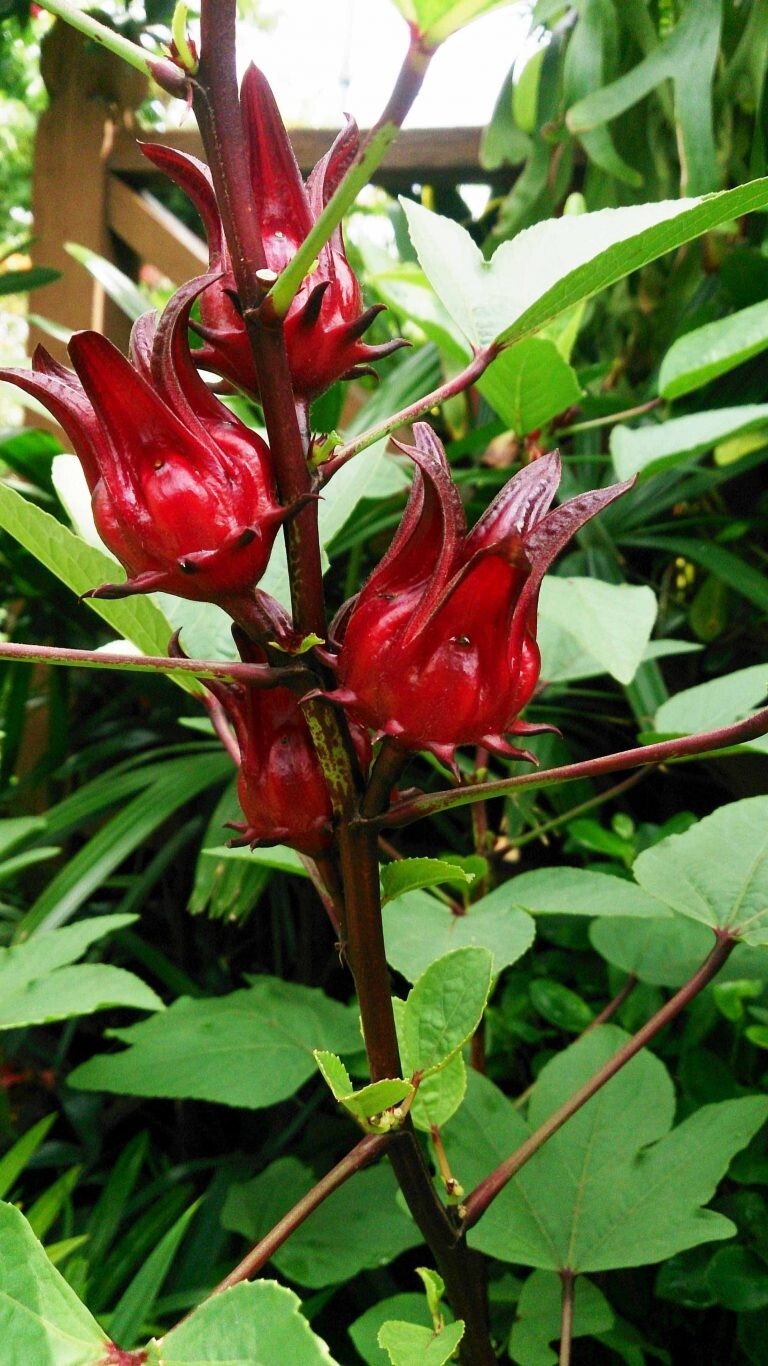50+Roselle Seeds Asian Sour Leaf Red Sorrell Florida Cranberry Jamaican Tea USA