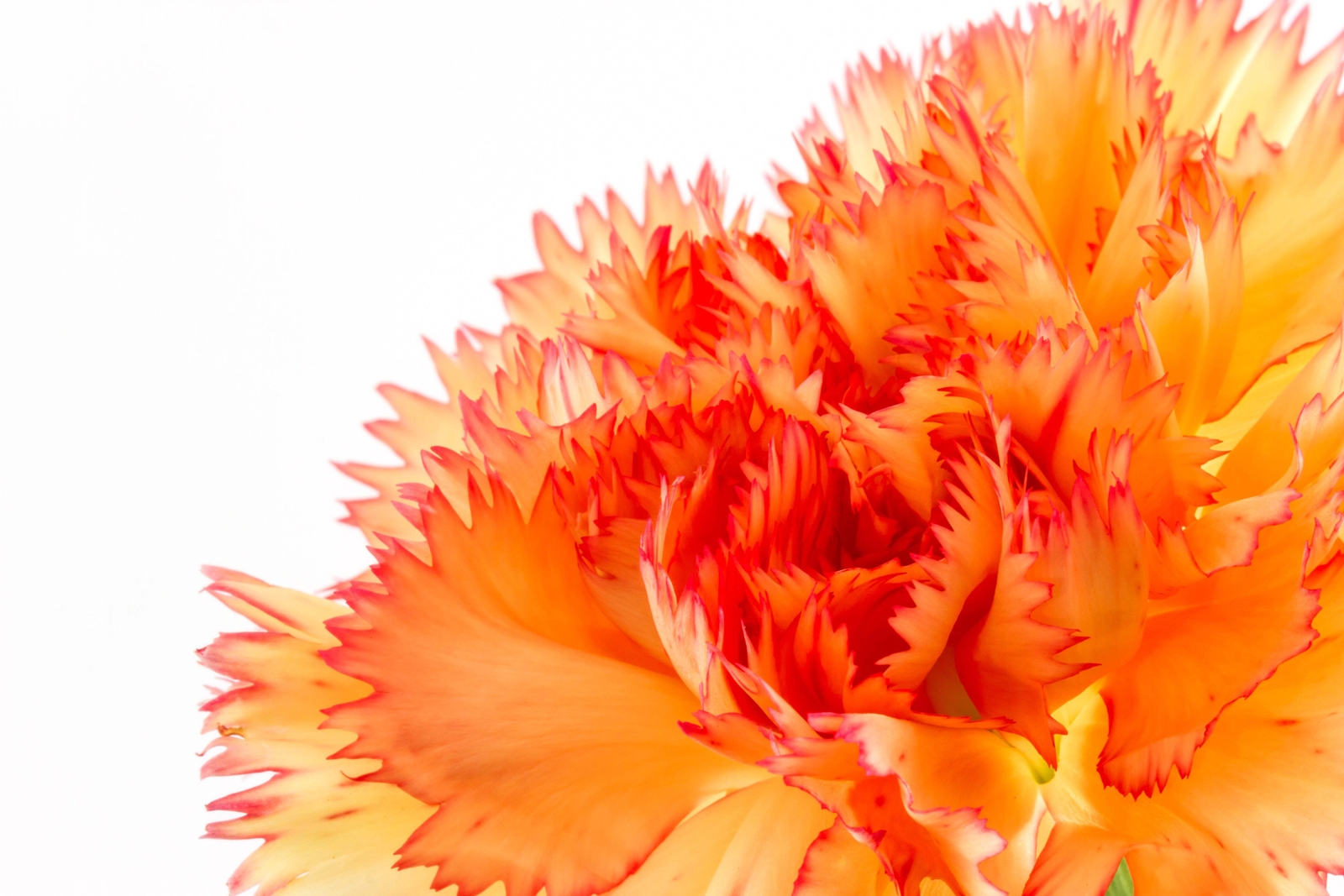 50 ORANGE CARNATION Dianthus Caryophyllus Chabaud Flower Seeds *Flat S/H