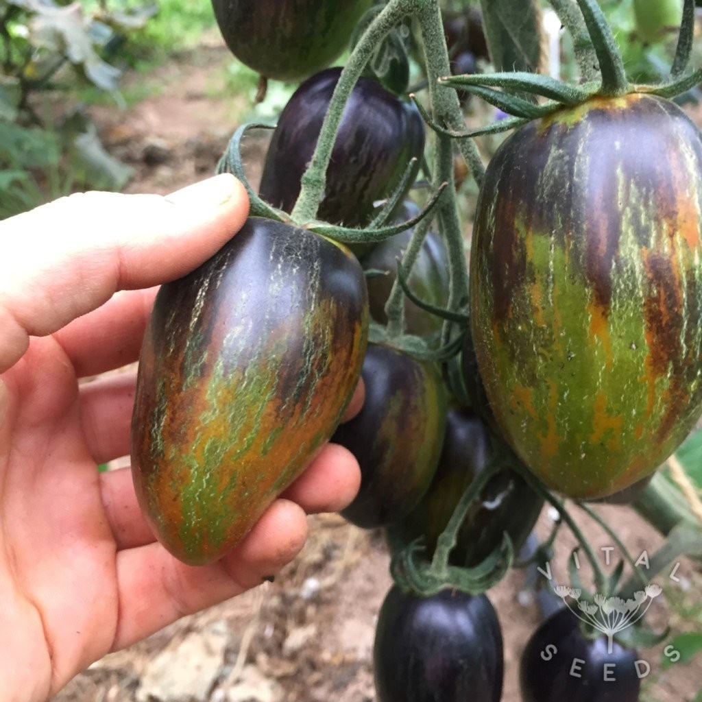 Brad’s Atomic Grape Tomato Seeds. 10 Seeds Certified Organic. Free Shipping!