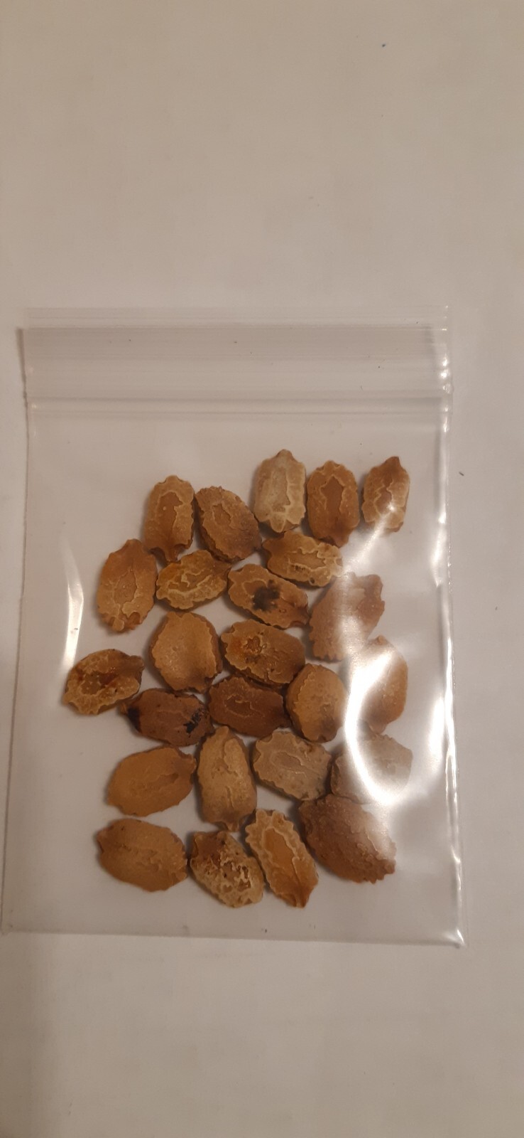 30 Pcs BitterMelon Seeds Gourd Ampalaya Seeds Fresh Harvest