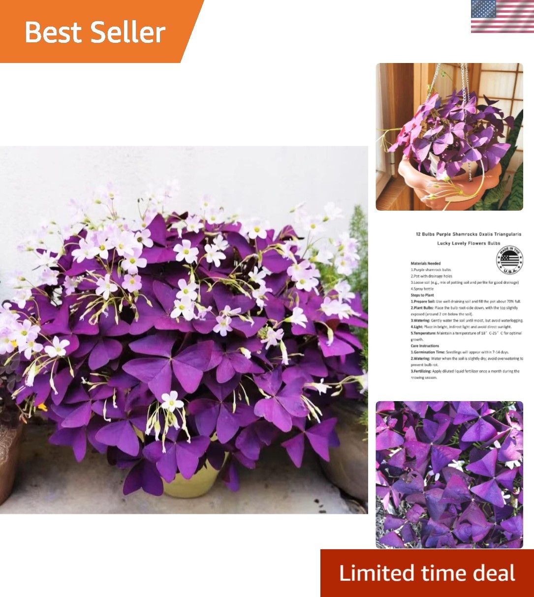 GMO-Free 12+ Purple Shamrock Bulbs for -Round Indoor & Outdoor Blooming