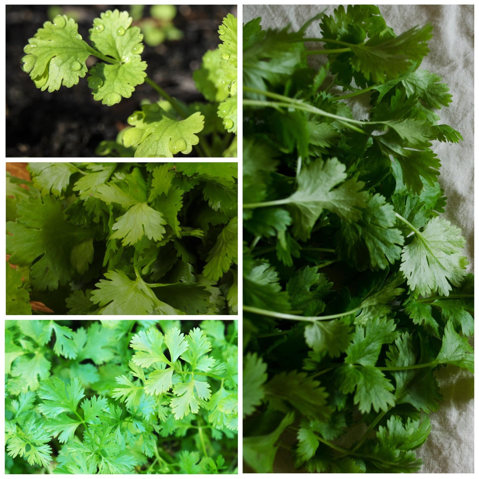 Coriander Seeds for Planting – Non-GMO Heirloom Cilantro & Culantro Herb Seeds,