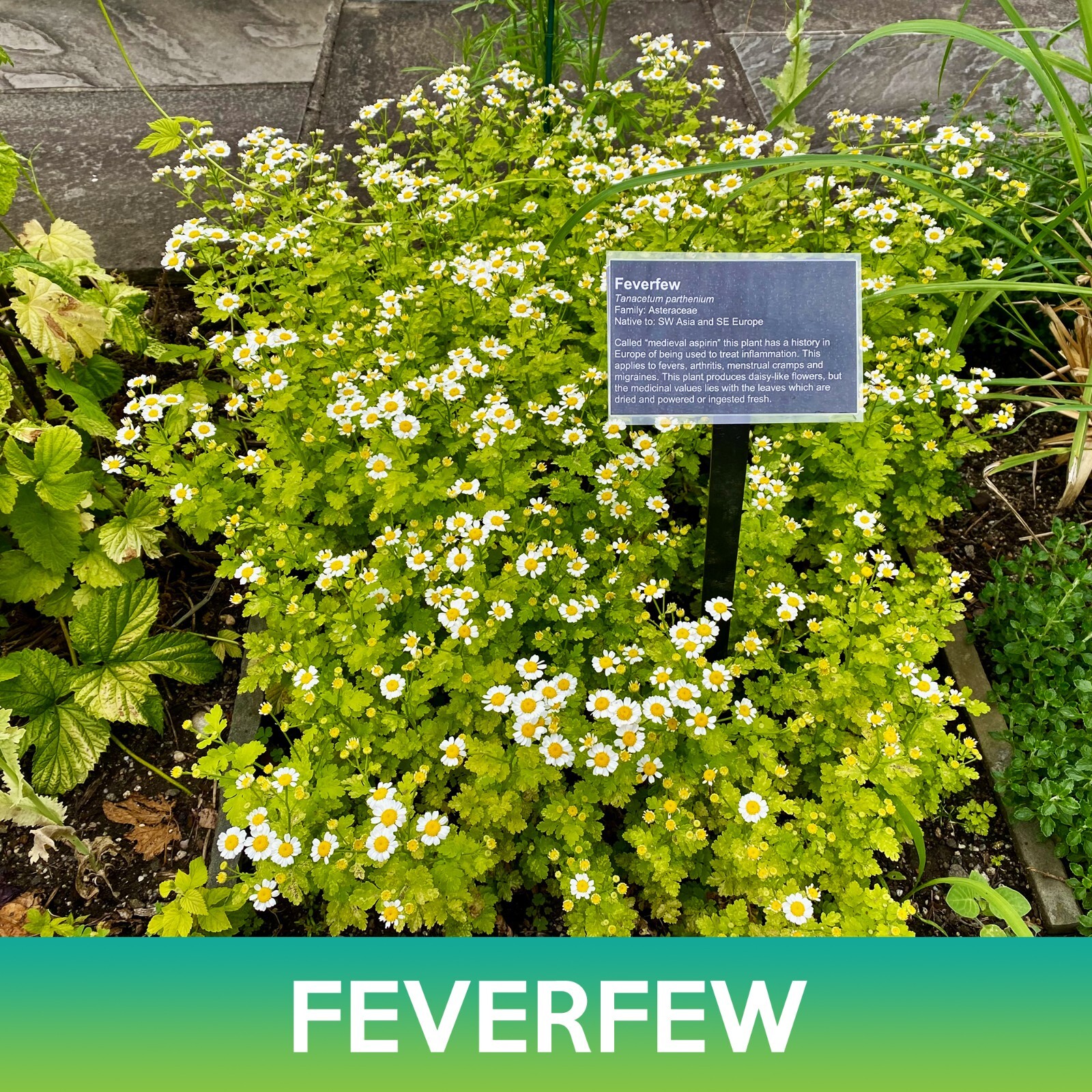 Feverfew Seeds, Tanacetum Parthenium