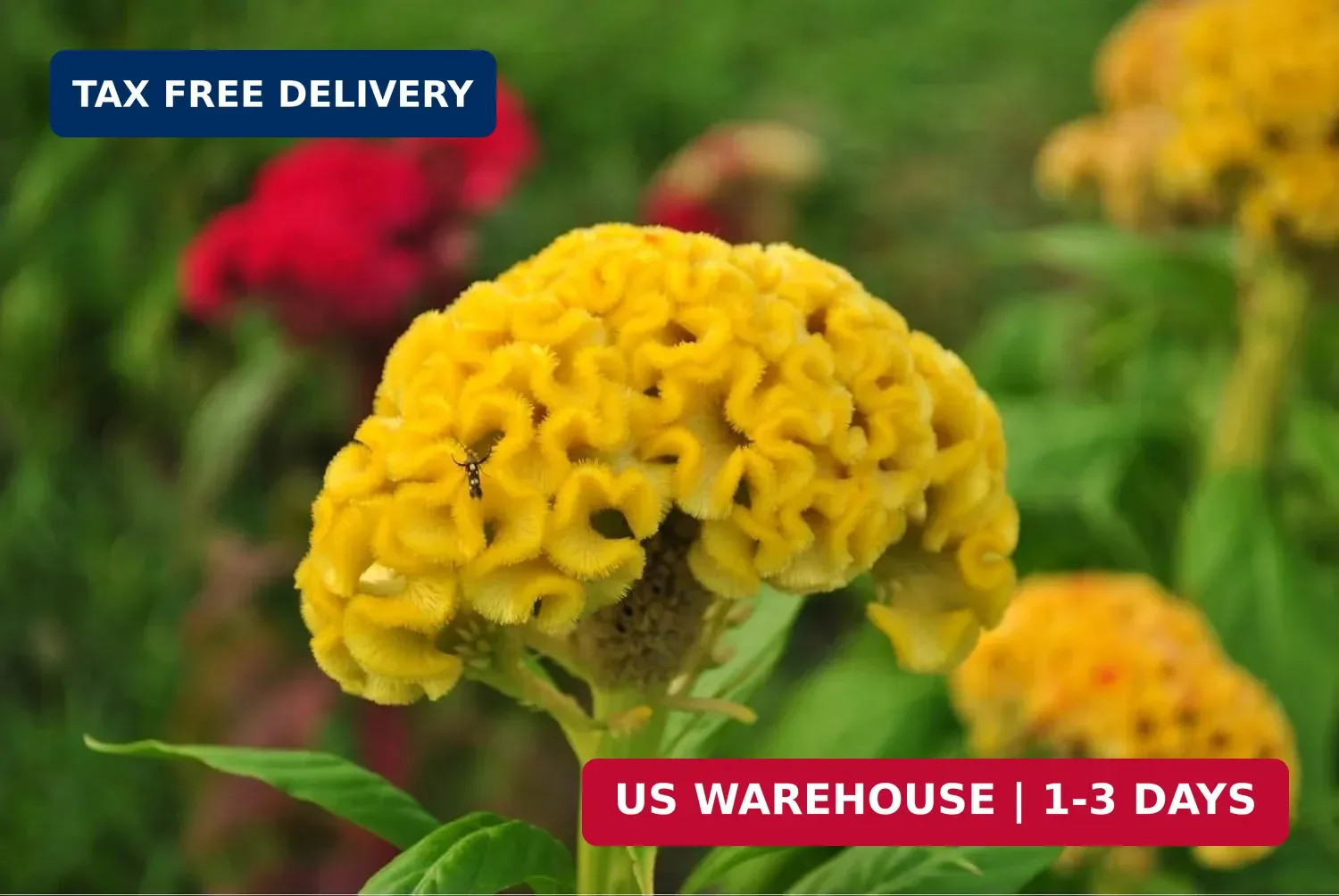 Mixed Cockscomb Seeds (Celosia Cristata) – 300 Pcs Annual, Heat & Drought Tolera