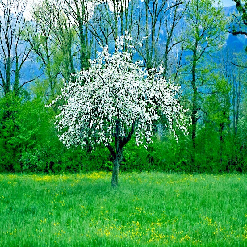Paradise Apple Tree Seeds (Malus p.) “Red Delicious” Hardy-3 Garden Fruit Plant