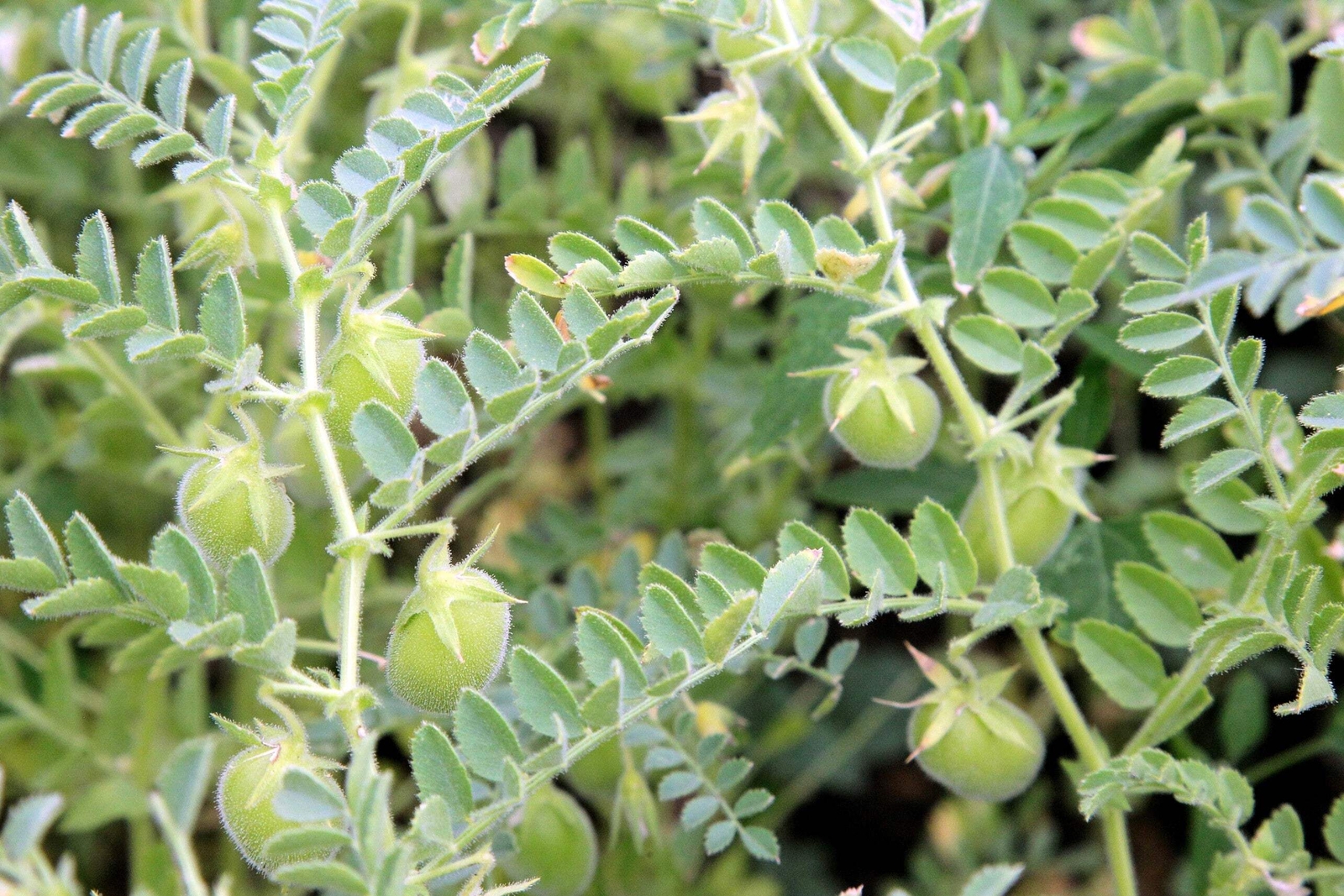 100 RED LENTIL Lens Culinaris Vegetable Seeds *Combined Shipping