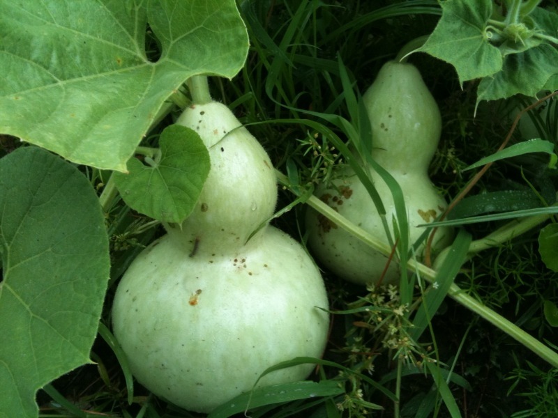 Birdhouse Bottle Gourd, Lagenaria siceraria, Seeds