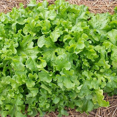 1 Gram Fresh | NON-GMO | Salad Bowl Leaf Premium Lettuce Seeds-B 44