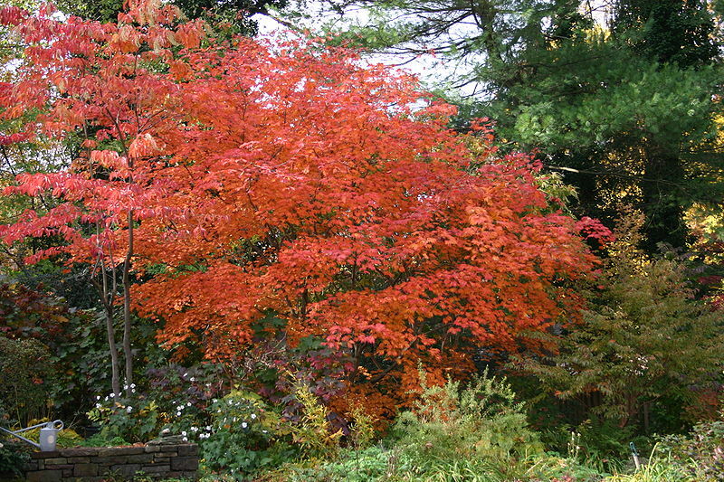 Full Moon Maple, Acer japonicum, Tree Seeds (Fall Color, Bonsai, Hardy, Easy)