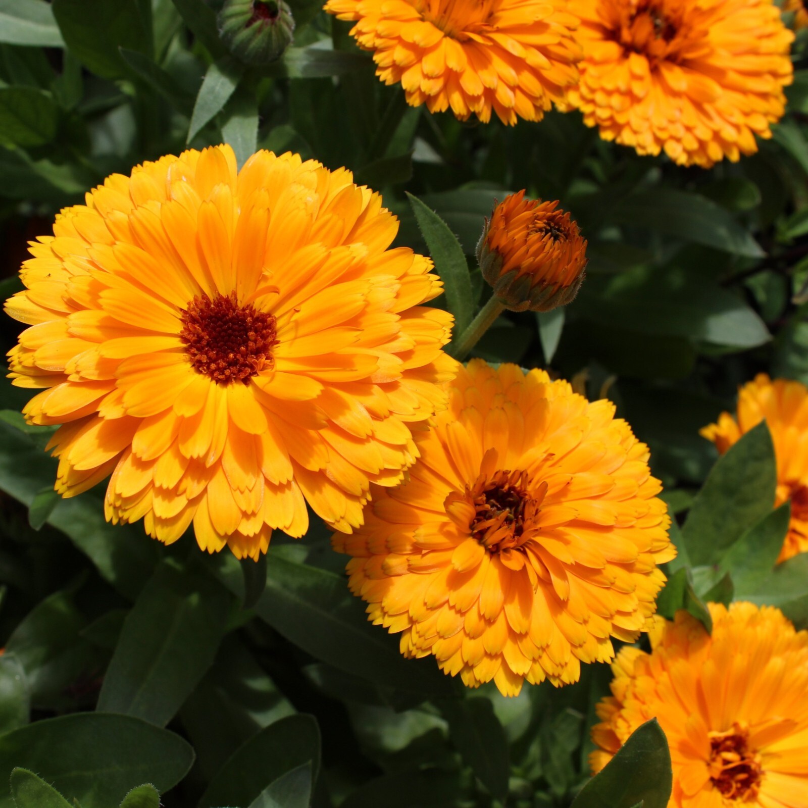 Calendula Pacific Beauty Seeds, Bright Blooms, Medicinal, Non-GMO, Free Shipping