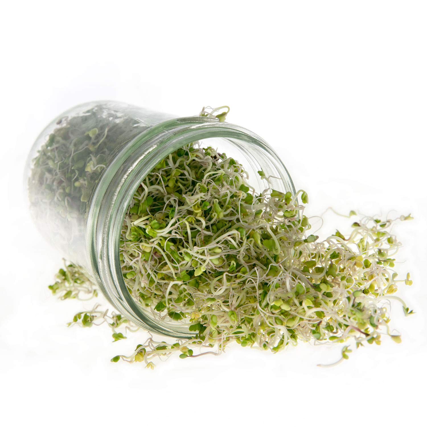 Broccoli Sprouting Microgreen Seeds Salad Edible Greens Sprout Gardening 1 LB…