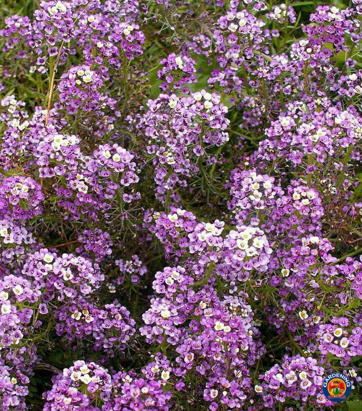 1oz Sweet Alyssum Flower Seeds Royal Carpet Dwarf Purple 69,000 Seeds