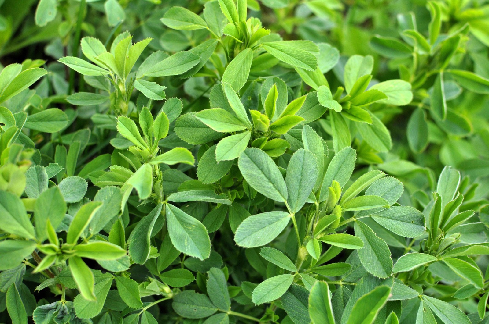 100 CIMARRON ALFALFA Medicago Sativa Ground Cover Forage Purple Flower Seeds