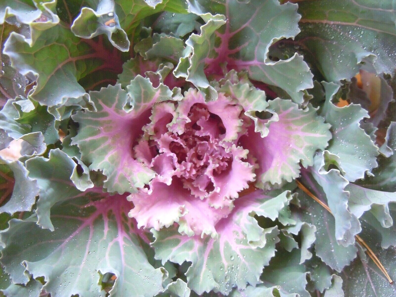 60 ORNAMENTAL KALE & CABBAGE SEEDS ORGANICALLY GROWN! BEAUTIFUL AND SAFE TO EAT!