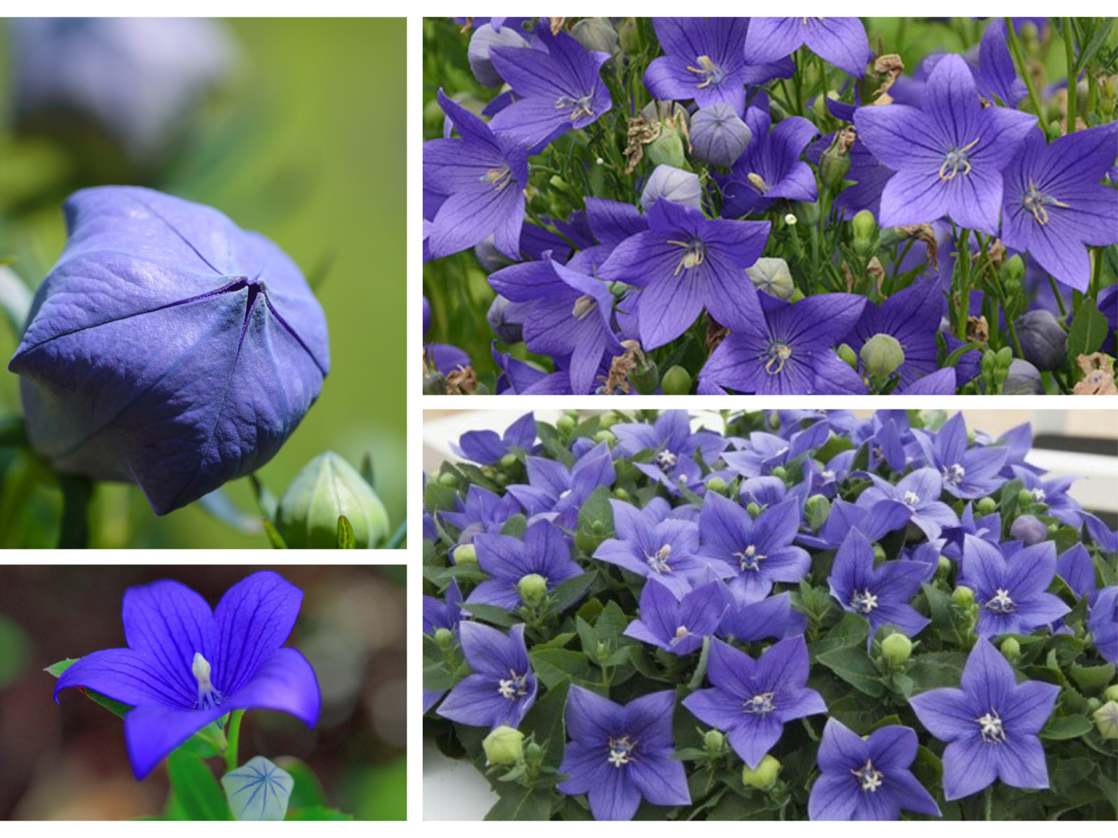 60 seeds| Blue Balloon Flower (Platycodon grandiflorus) Herb seeds #6005