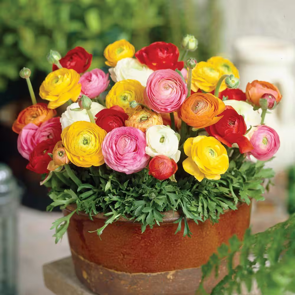 Butter Cups Ranunculus Double Blooming Mixed Bulbs (Set of 25)