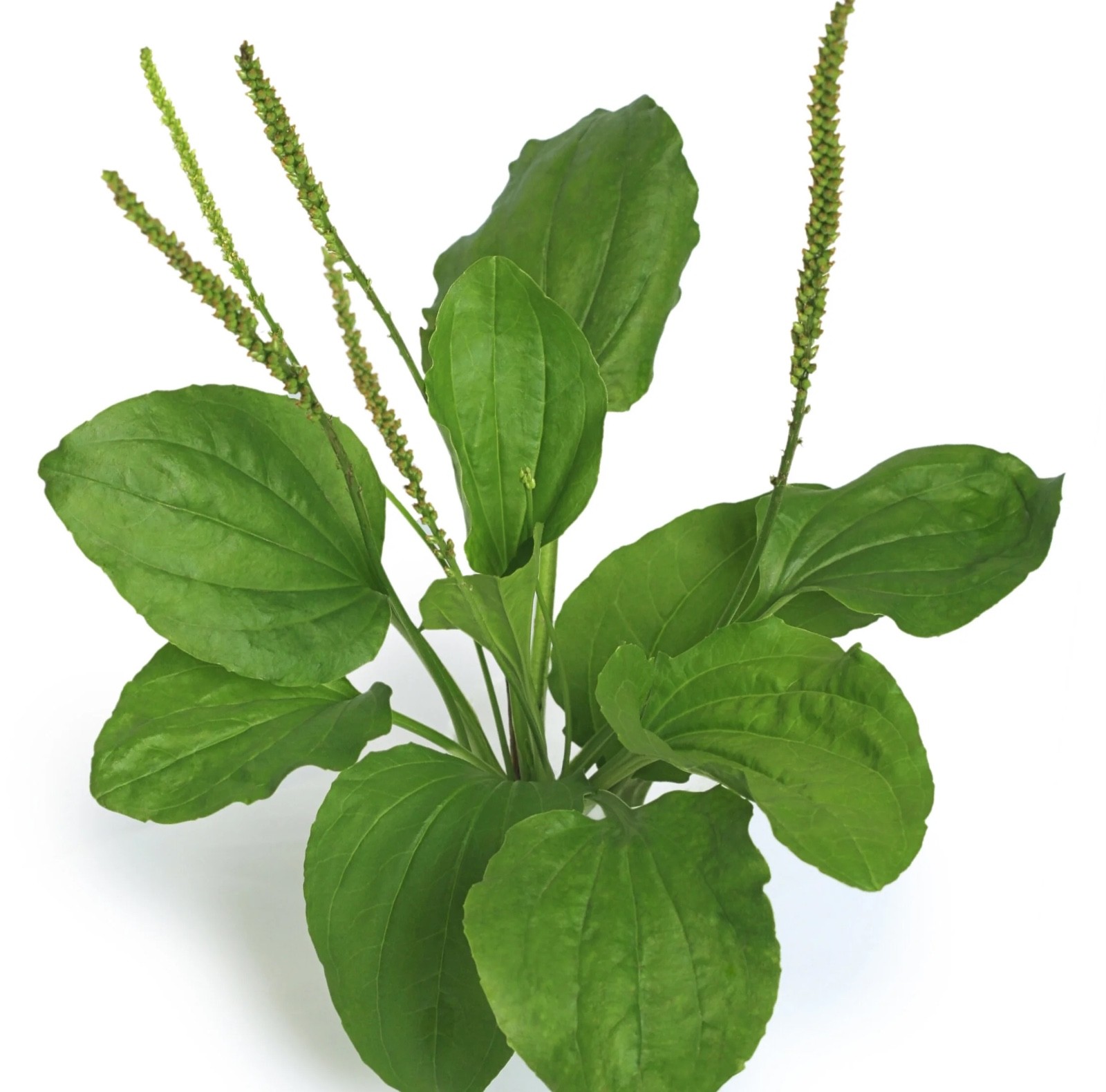 500+ Broadleaf Plantain Seeds (Plantago major) , FREE SHIPPING