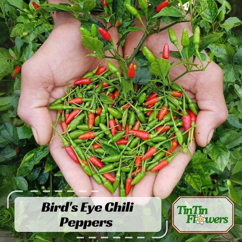 Bird’s Eye Chili Pepper Seeds – Thai Hot Variety – Capsicum frutescens