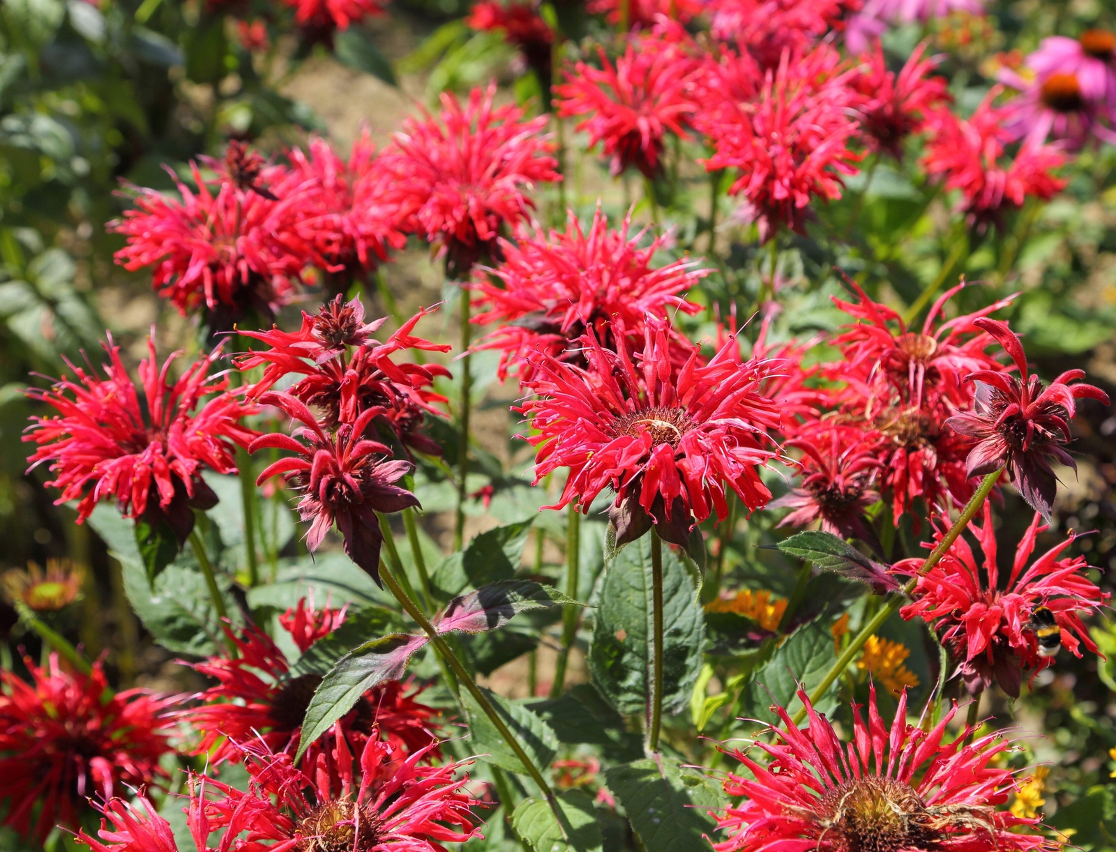 10 Panorama RED BEE BALM / MONARDA DIDYMA Oswego Tea Flower Seeds *Flat S/H