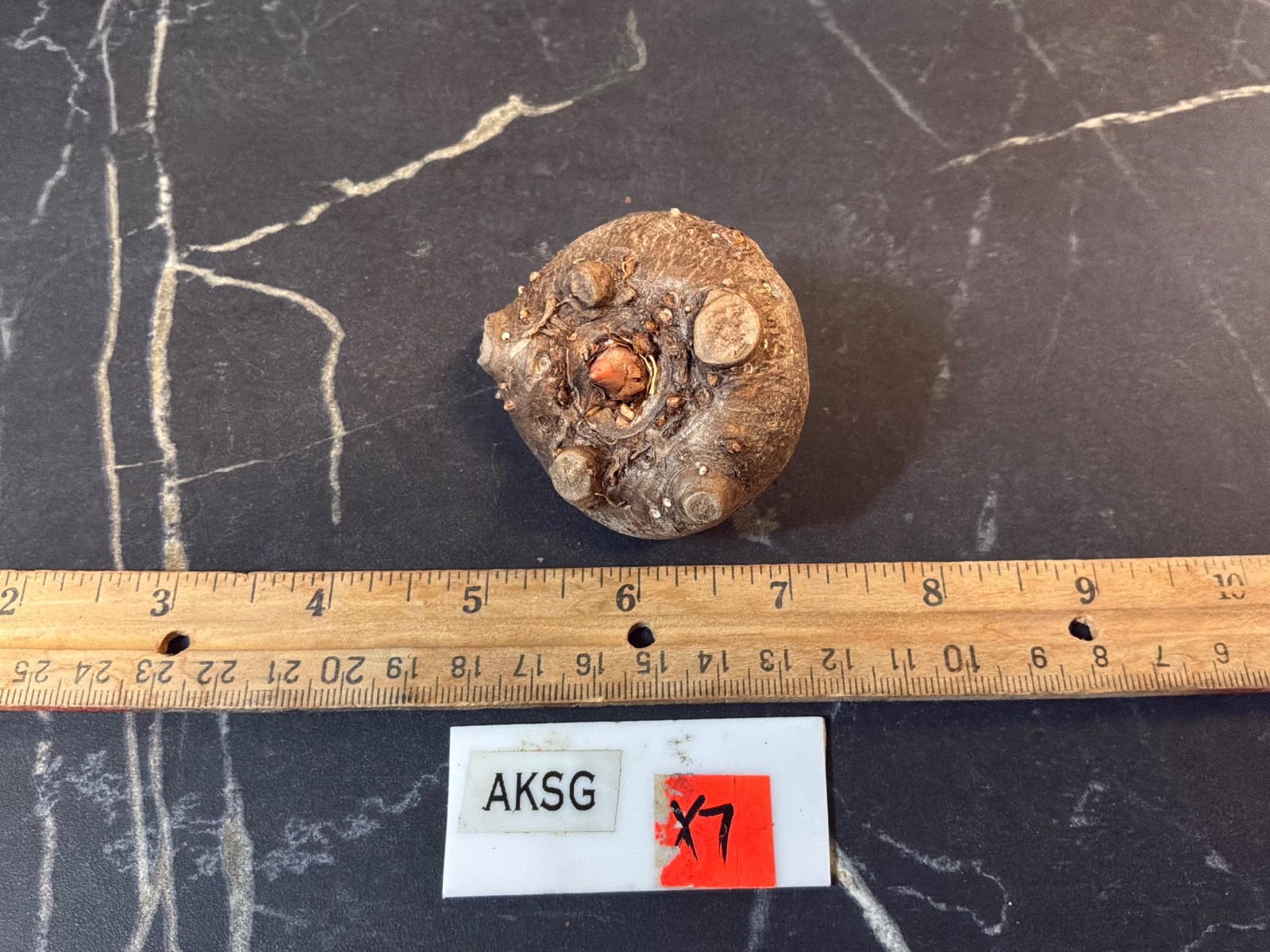 Amorphophallus konjac Shattered Glass Variegated Rare Plant Aroid Bulb Flower