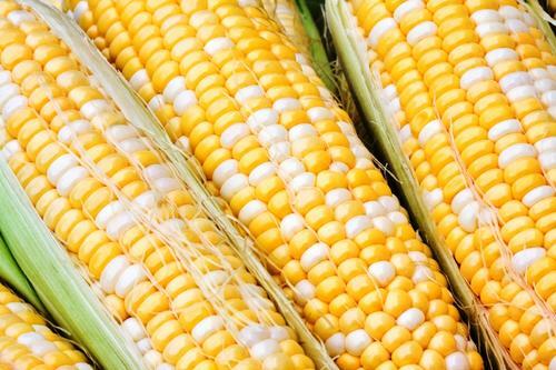 Sweet Corn Seed: Jackpot Sweet Corn Seeds Fresh Seed. FREE SHIPPING!!!!!