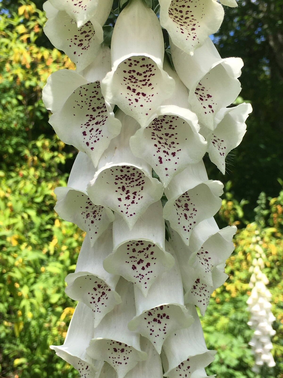Pacific NW Giant Foxglove Mix 20,000 Seeds Digitalis Purpurea *Shelley