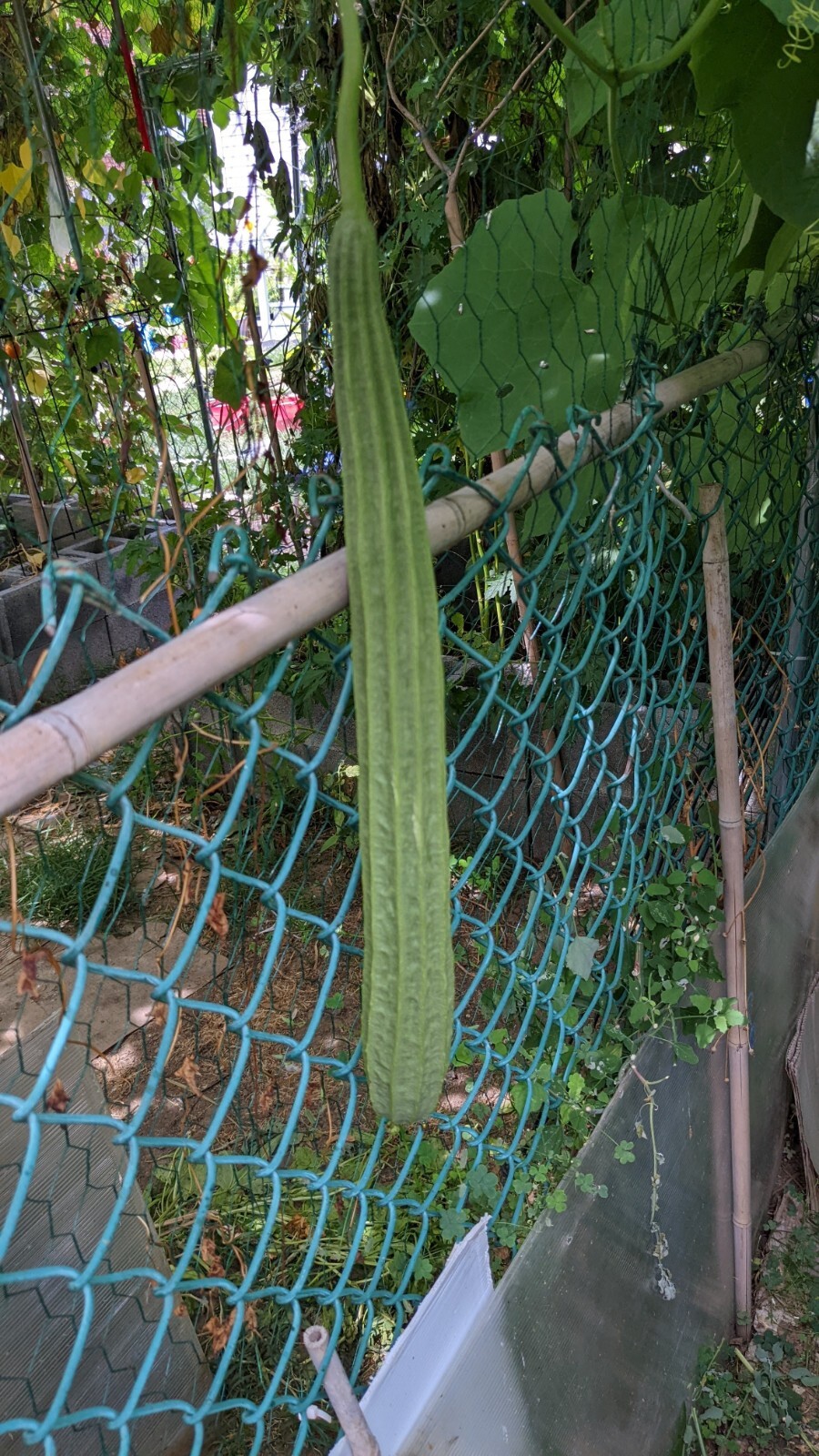 Ridged gourd | 10 seeds | Chinese Okra | Angled Luffa Gourd | Sigua | Sponge