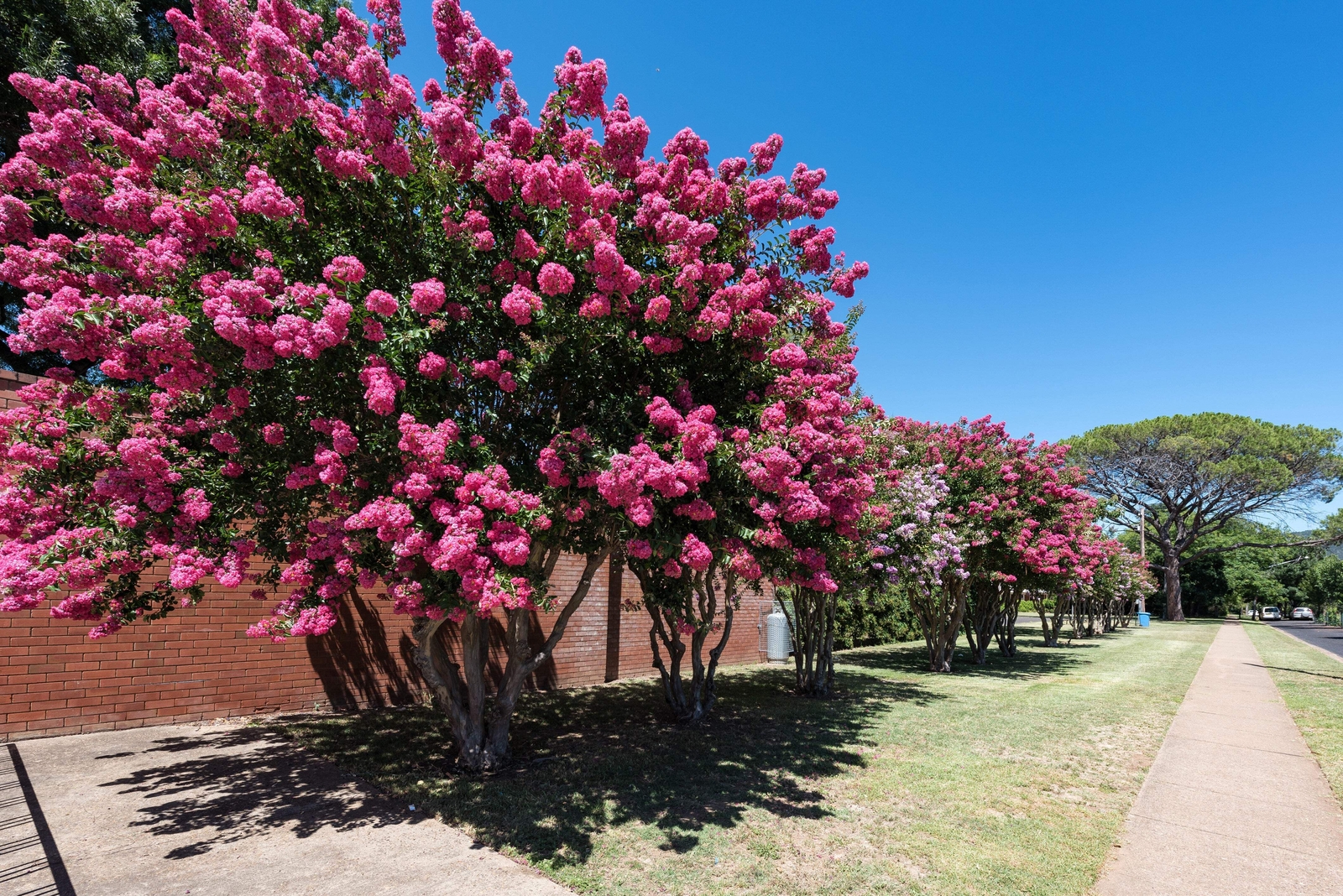 35 DARK PINK CREPE CRAPE MYRTLE Lagerstroemia Indica Bush Tree Flower Seeds