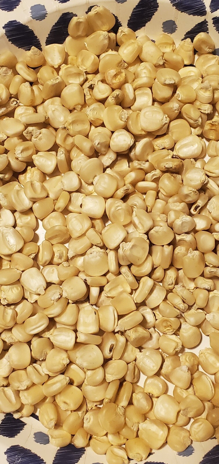 1/2 Pound ( 600 Seeds) Hickory King White Non GMO Heirloom Field Corn Seeds