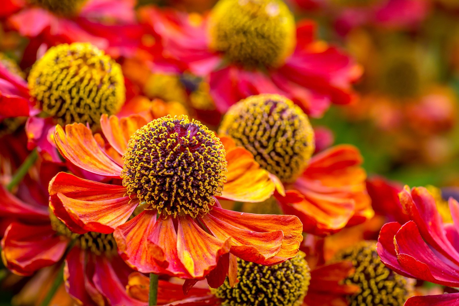 100 HELENIUM AUTUMN LEAVES Mix Helenium Autumnale Sneezeweed Flower Seeds