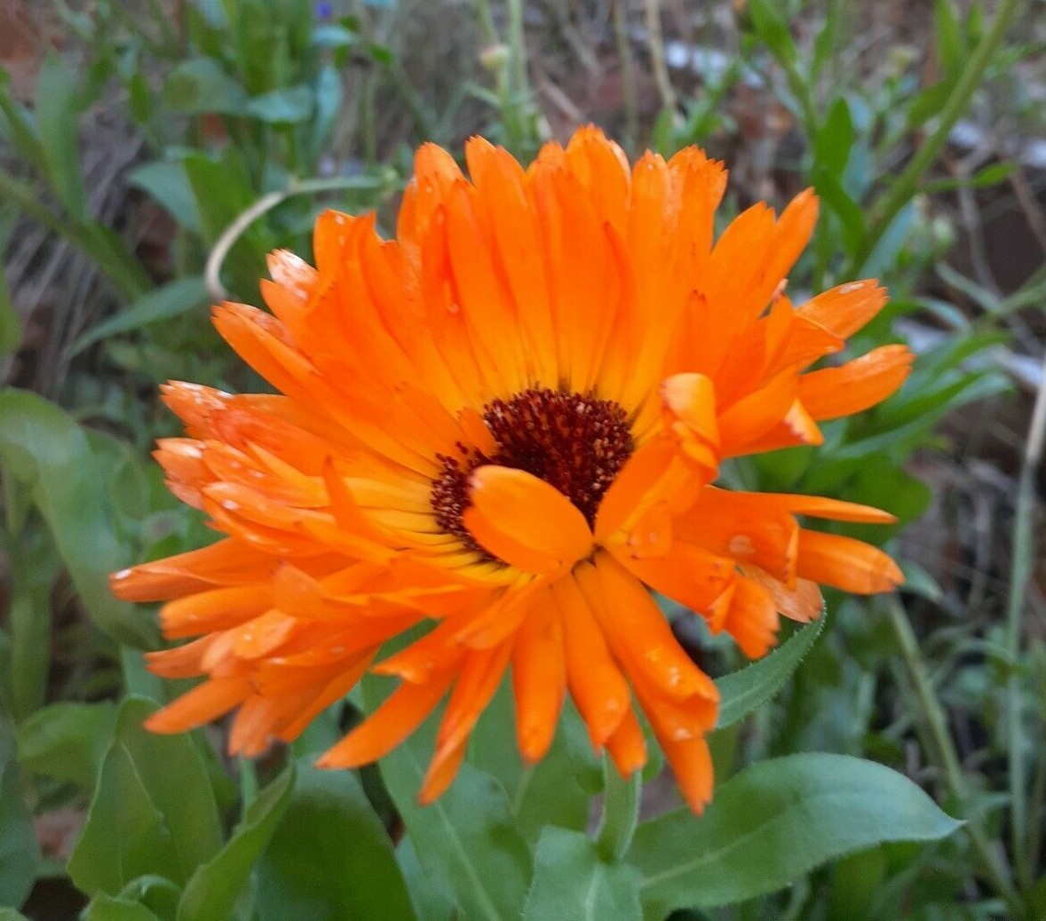 calendula mix 35+ Seeds
