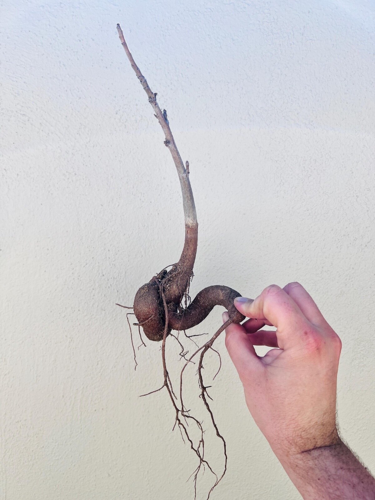 African Baobab Seeds (Adansonia Digitata)